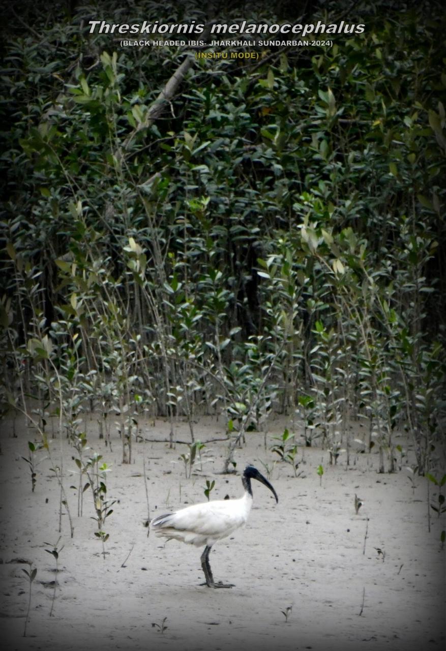 Excursion to Jharkhali Sundarbans